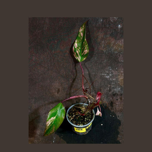 Variegated Philodendron Strawberry Shake Plant - Pink & Cream Variegation - Live Indoor Plant - Rare Collector's Item