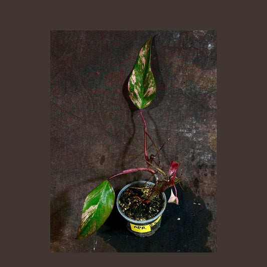 Variegated Philodendron Strawberry Shake Plant - Rare Pink & Cream Indoor Houseplant - Live Collector Plant - Philodendron Strawberry Shake