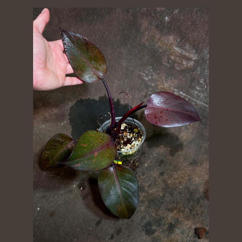 RARE Philodendron Orange Princess Live Plant in Nursery Pot - Philodendron 'Orange Princess' - Unique Marble Variegation