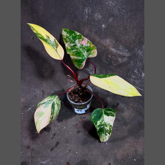 Variegated Philodendron Strawberry Shake Plant - Rare Pink Indoor Houseplant - Live Collector Plant - Philodendron erubescens