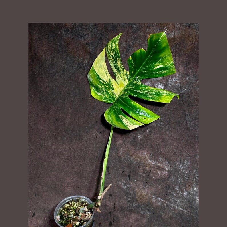 Monstera Aurea Variegated Borsigiana Potted Plant - Monstera Marmota - Tropical Houseplant - Rare Variegation - US Seller