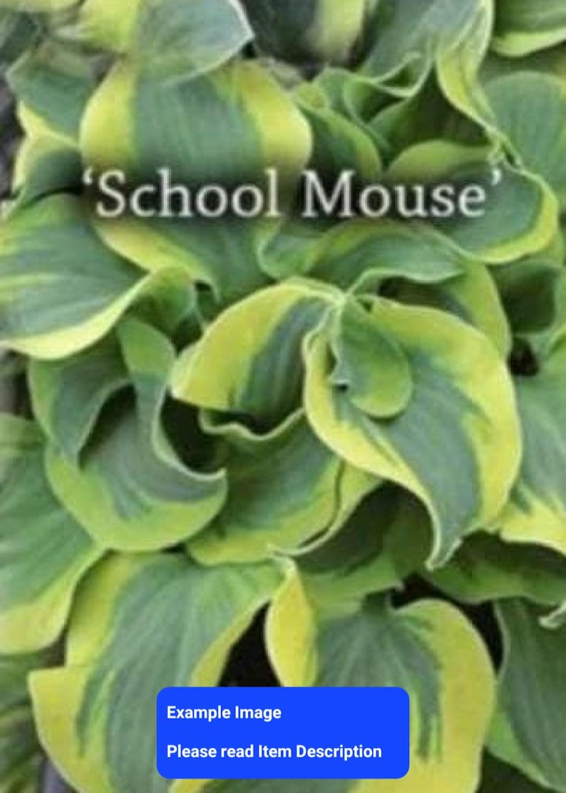 Mini Hosta Starter Plant - School Mouse - Blue Green & Creamy Yellow - Hosta 'School Mouse' - Ideal for Shade, Zones 3-9