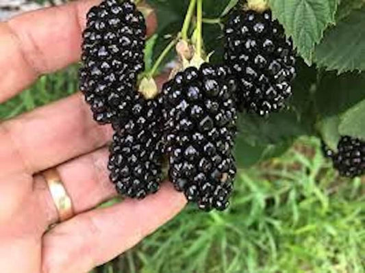 Big Daddy Blackberry Thornless Fruit Plant Starter - Rubus fruticosus - High Yield Perennial for Outdoor Garden