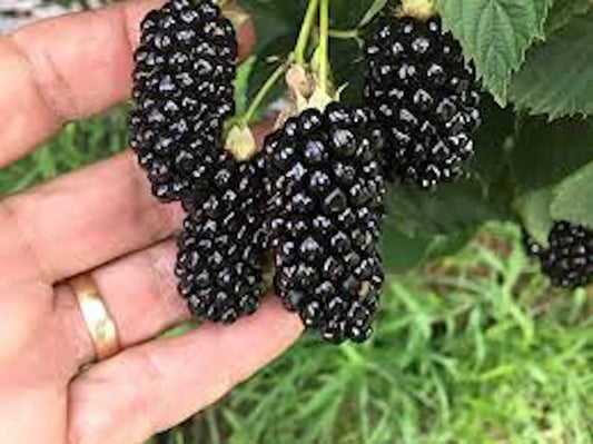 Big Daddy Blackberry Thornless Plants - Rubus fruticosus - High Yield Starter 10-Pack for Outdoor Garden, Zones 5-9