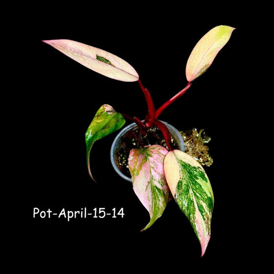 Variegated Philodendron Strawberry Shake Plant - Rare Collector Variegated Houseplant - Philodendron Strawberry Shake