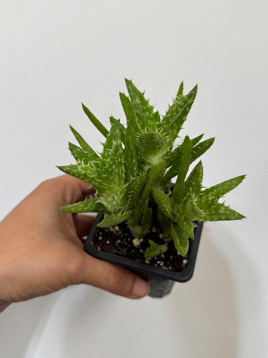 Aloe Juvenna - Tiger Tooth Aloe in 3" Pot | Rare Exotic Succulent | Air Purifying Plant | Low Light Tolerant Cacti