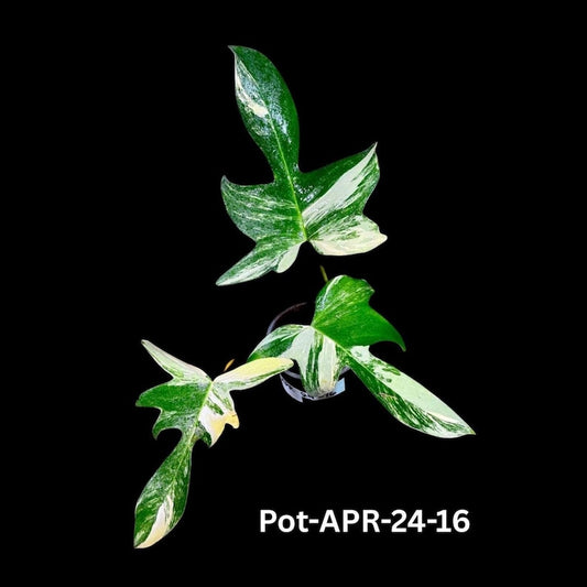 Variegated Philodendron Florida Beauty Plant - Live Indoor Collector Plant - Philodendron 'Florida Beauty'