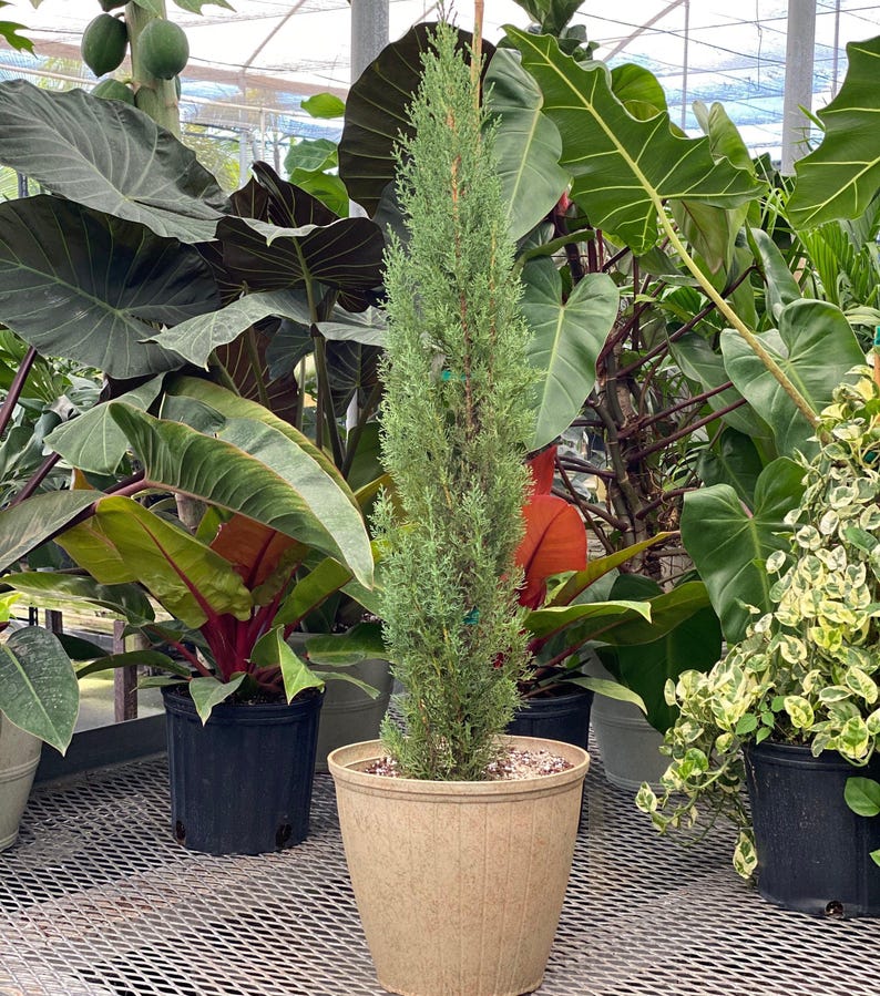 Dwarf Italian Cypress Tree - Compact Evergreen Accent Plant - Cupressus sempervirens compacta - Ideal for Hedges & Landscaping
