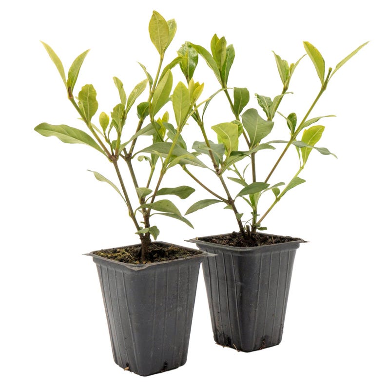 White Gardenia Live Plant | 2.5-inch Nursery Cube | Jasminoides ‘Veitchii’ | Fragrant Evergreen Floral Shrub