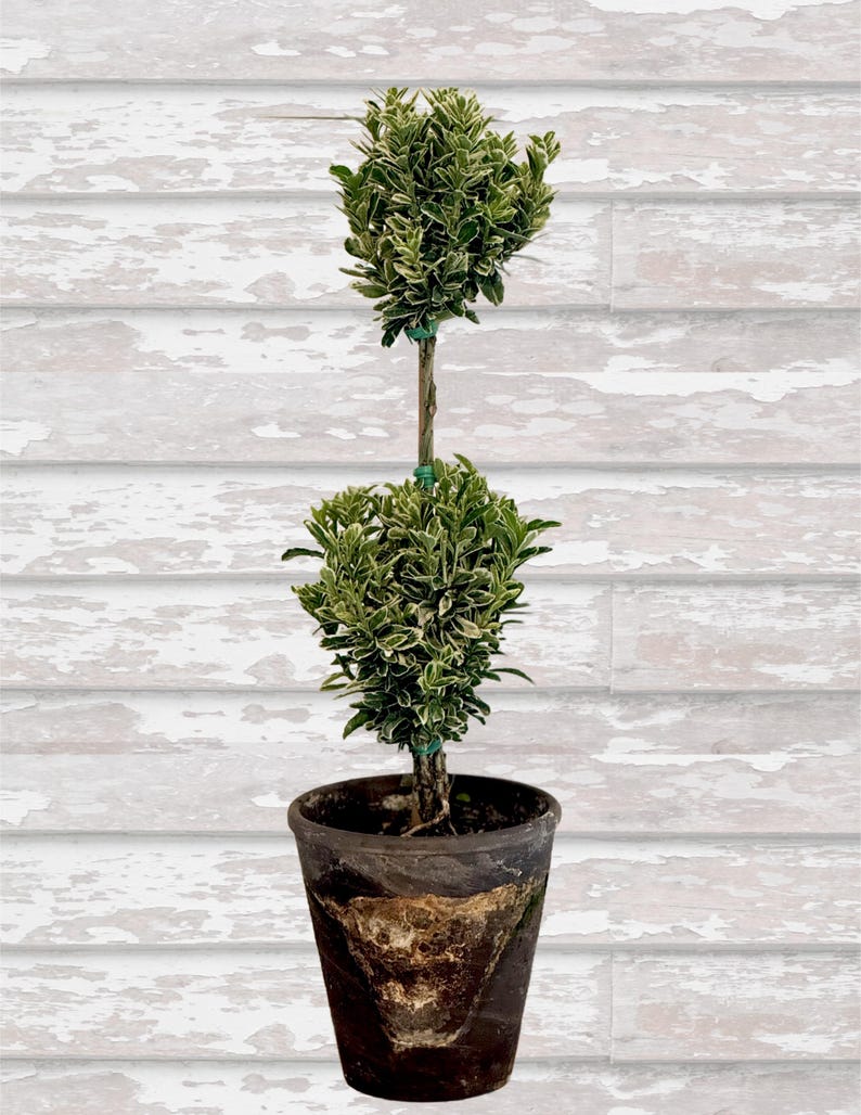 Double Variegated Euonymus Topiary in 4" Grey Pot - Euonymus fortunei - Indoor Plant, Low Maintenance, Decorative Foliage