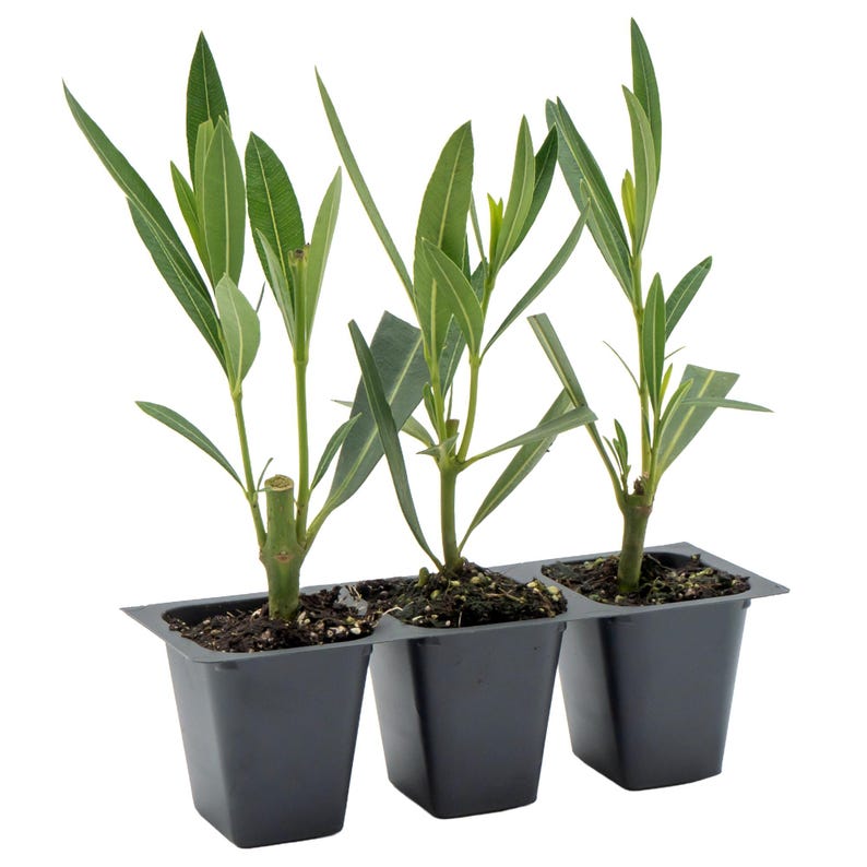 Nerium Red Oleander Plants | 2.5-inch Nursery Cubes | Jannoch Variety | Red-Blooming Evergreen Perennial | Privacy Hedge Shrub