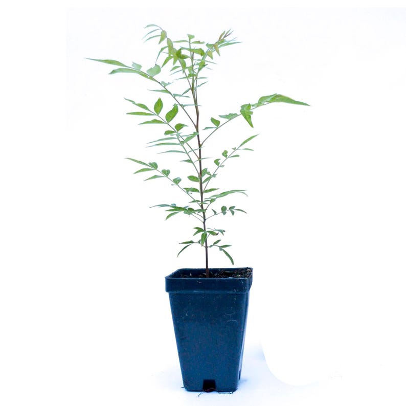 Chinese Pistache Tree Saplings | 2.5-Inch Nursery Cubes | Pistacia Chinensis | Drought-Tolerant Deciduous Shade Trees