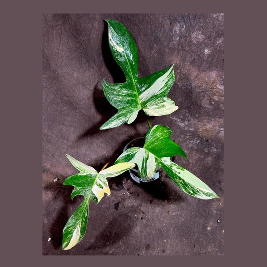 Variegated Philodendron Florida Beauty Plant - Rare Indoor Houseplant - Live Potted Plant - Philodendron 'Florida Beauty'