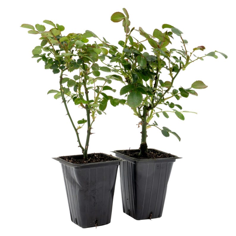 Pink Carpet Roses | 2.5-inch Nursery Cubes | Rosa ‘Flower Cover Pink’ | Drought-Tolerant Floral Perennial Shrub