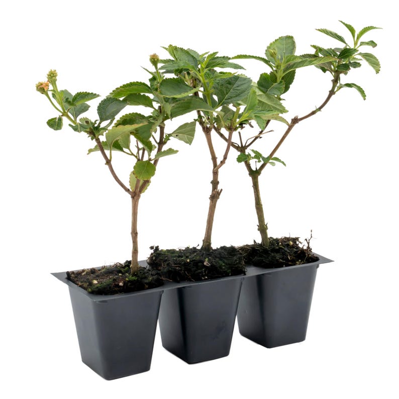 Dallas Red Lantana Plants | 2.5-Inch Nursery Cubes | Lantana Camara 'Dallas Red' | Evergreen Perennial Shrub with Fiery Blooms