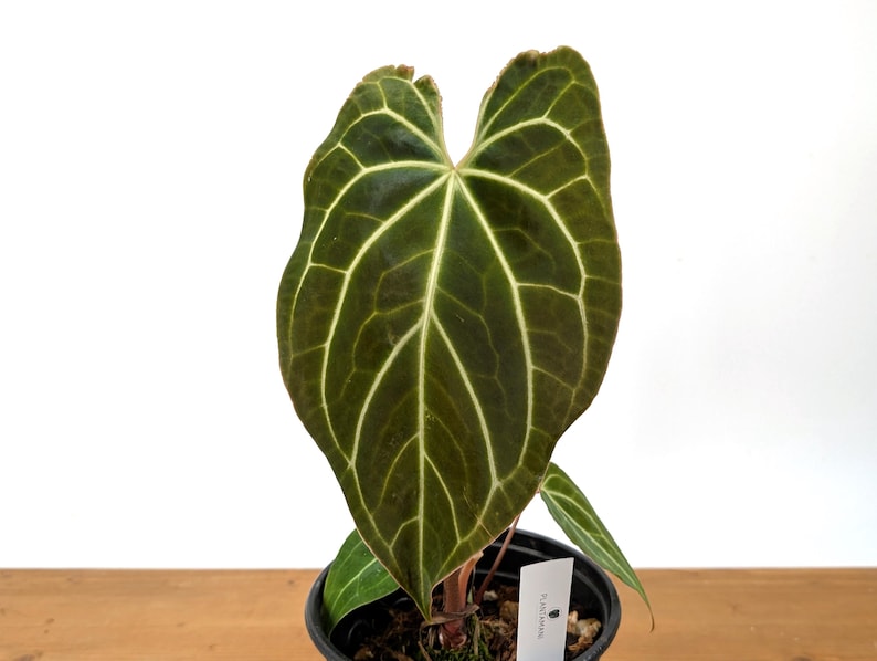 Anthurium Crystallinum x Besseae 'Crystal Sky' 4" Plant | Tropical Houseplant | Exotic Indoor Plant | Anthurium Hybrid