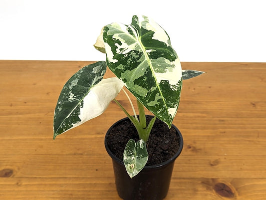 Alocasia Frydek Variegated Plant in 4 Inch Pot - Exotic Tropical Houseplant - Alocasia micholitziana