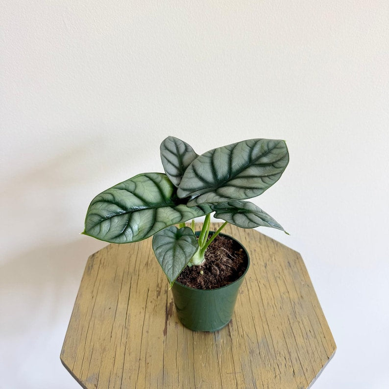 LIVE 4 Inch Alocasia Baginda Silver Dragon Plant, Jewel Alocasias, Indoor Elephant Ear, Elegant Greenery, Exotic Décor