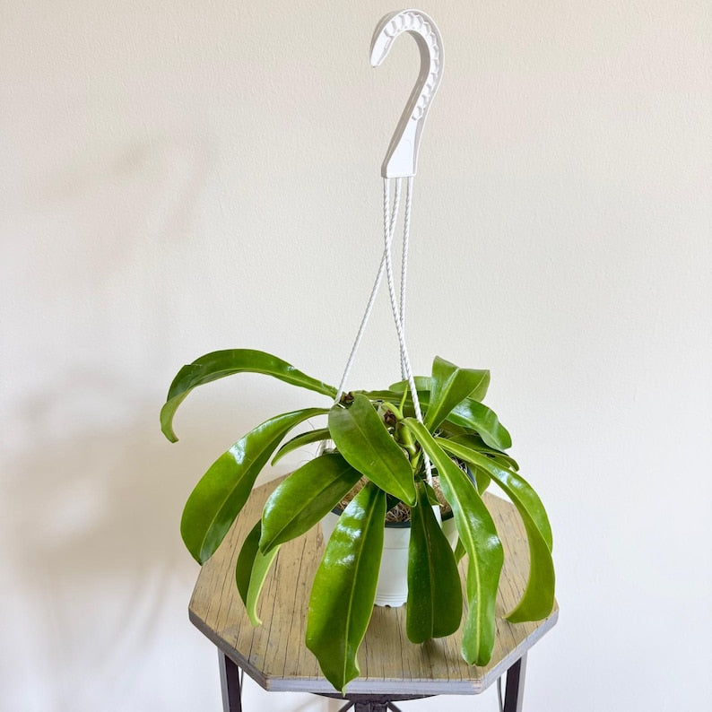 Pitcher Plant Hanging Basket 6 Inch - Rare Nepenthes Houseplant, Modern Tropical Decor, Unique Gift for Plant Lovers