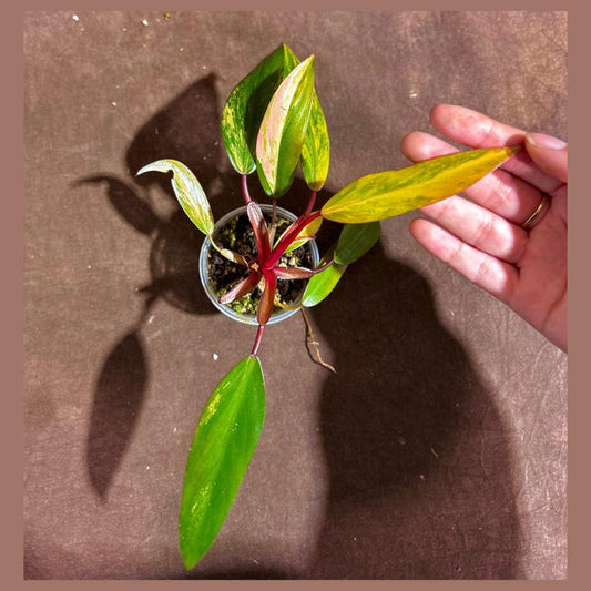 Variegated Philodendron Strawberry Shake Plant - Rare Pink & Green Indoor Houseplant - Live Collector Plant - Philodendron Strawnberry Shake