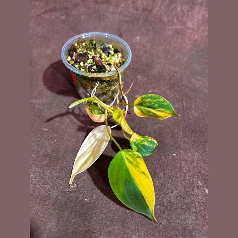 Rare Variegated Philodendron Mican Aurea Live Plant in Nursery Pot - Philodendron Micans "Aurea" - Unique Houseplant for Collectors