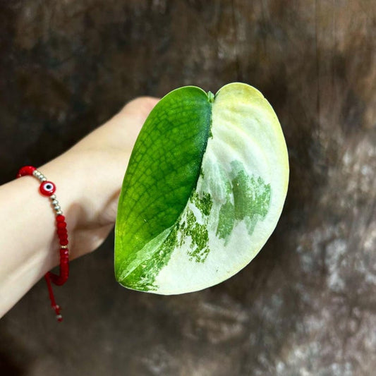 Variegated Scindapsus Potted Plant | 1 Leaf Jade Satin | Scindapsus aureus | Indoor Plant | US Seller