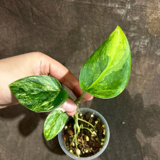 Variegated Scindapsus Pictus 'Jade Satin' Plant in Nursery Pot | Rare Collector Houseplant | Heart-Shaped Leaves, Green & Cream