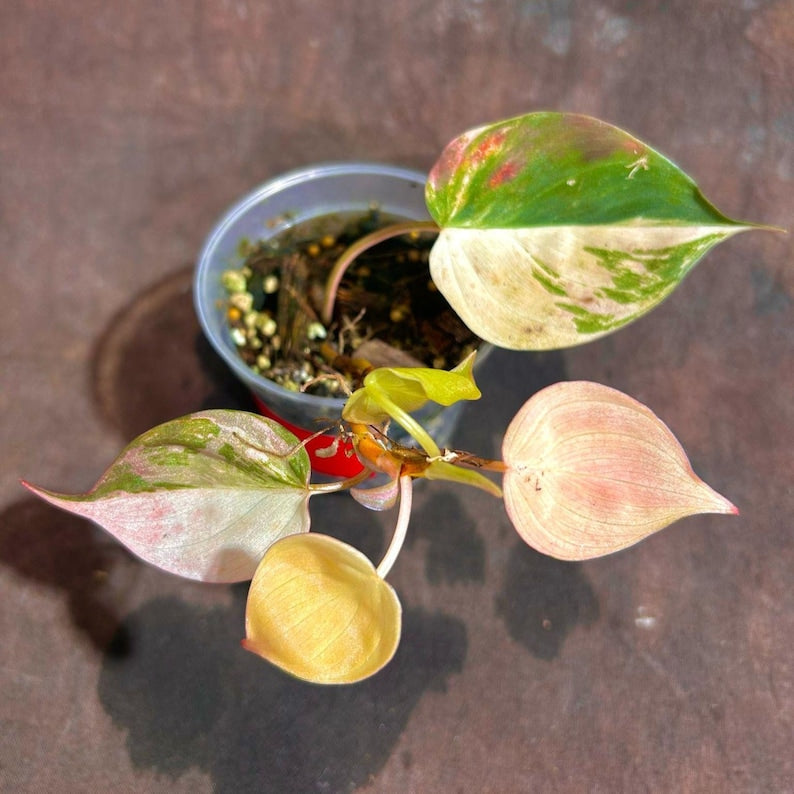 Rare Variegated Philodendron Mican Pink Plant in Nursery Pot - High Variegation, Unique Colors - Philodendron Micans
