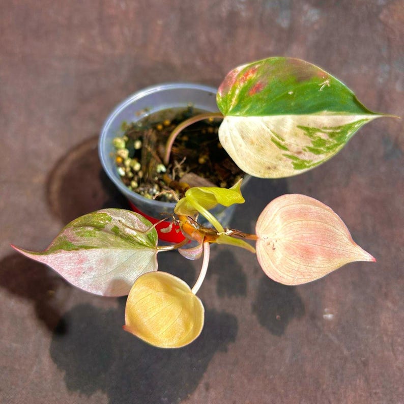 Rare Variegated Philodendron Mican Pink Plant in Nursery Pot - High Variegation Potted Leaf (Philodendron Micans) - US Seller