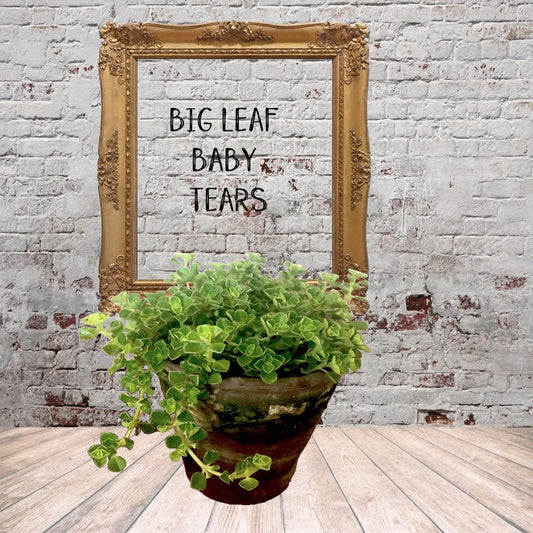 Big Leaf Baby Tears Plant - 4" Pot - Helxine soleirolii - Moisture-Loving Houseplant with Varying Moss Cover