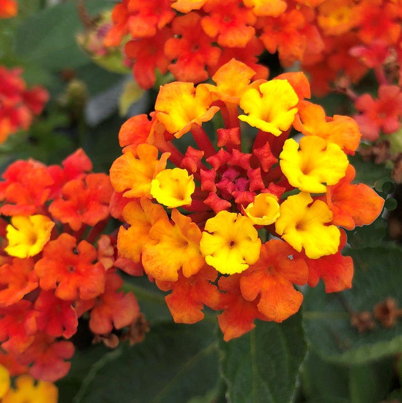 Lantana Live Plants - Fireworks Pack of 3 - Colorful Blooms for Containers - Attracts Butterflies - Lantana camara