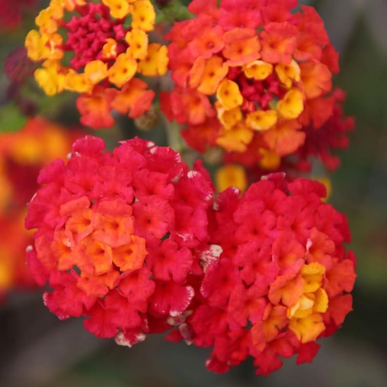 Lantana Plants Live Pack of 3 - Frans Red - Pollinator-Friendly, Droug ...