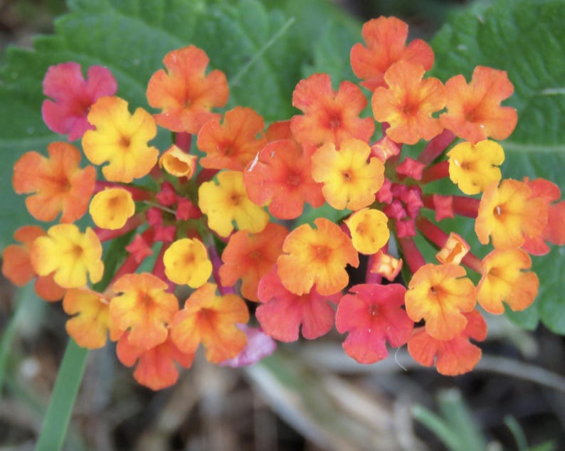 Lantana Live Plants - Pack of 3 Irene - Purple & Gold Blooms - Pollinator Friendly - Drought-Tolerant - Perfect for Containers