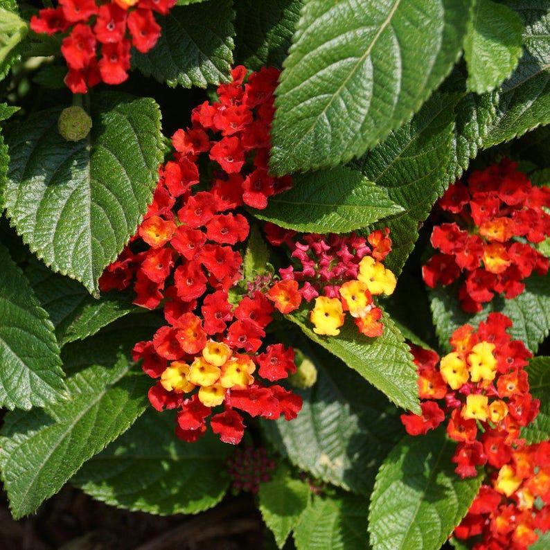 Lantana Live Plants - Pack of 3 Salsa Red - Butterfly Attracting, Container Gardening, Drought-Tolerant, Lantana camara