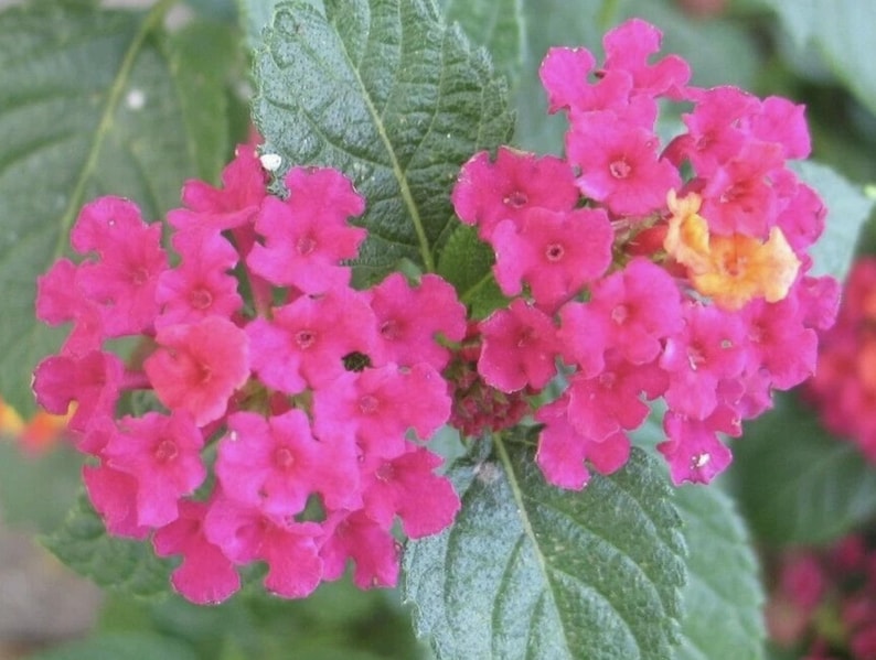 Lantana Live Plants, Pack of 3, Carlos Red Variety, Attracts Butterflies, Lantana camara, Perfect for Containers