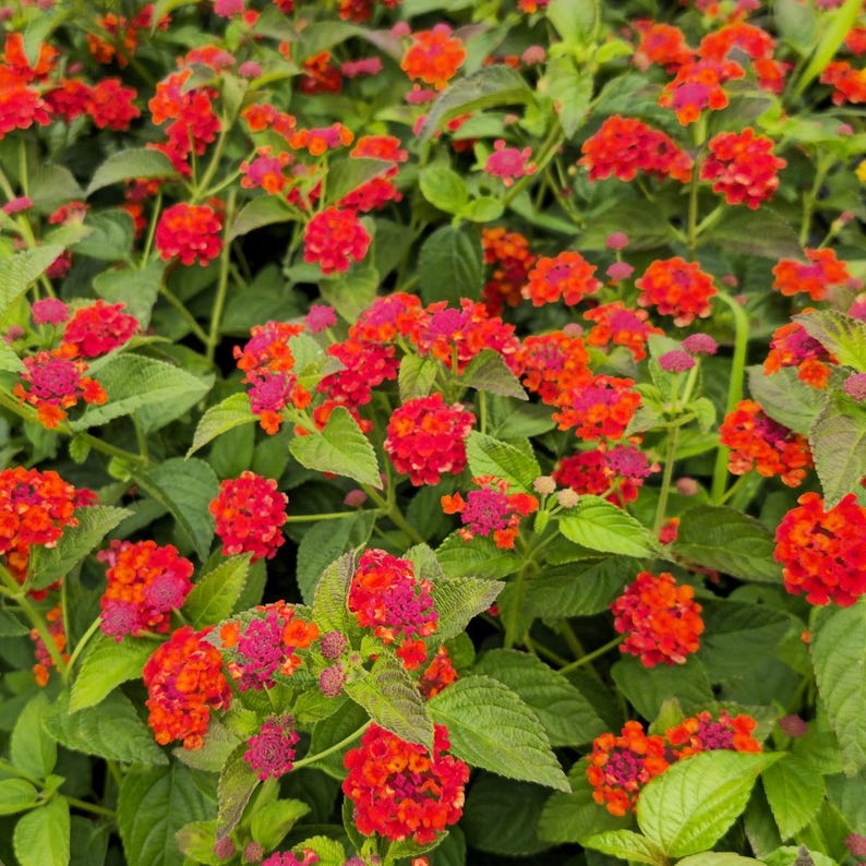 Lantana Live Plants Pack of 3 - Red Spread Variety - Pollinator Magnet - Lantana camara - Perfect for Containers