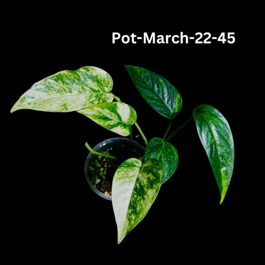 Variegated Golden Flame Epipremnum Pinnatum Plant - Rare Indoor Collector Plant in Nursery Pot - US Seller