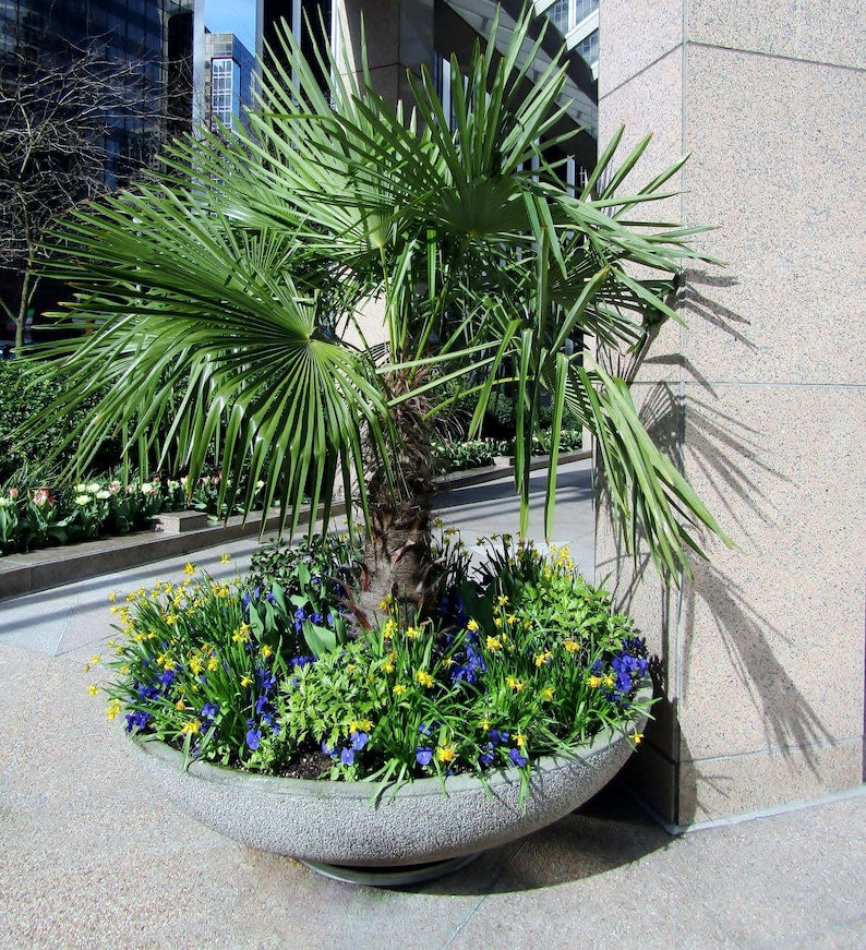 Cold Hardy Windmill Palm Tree - Trachycarpus fortunei - Drought Tolerant Tropical Plant for Zones 8-11, Perfect for Small Spaces