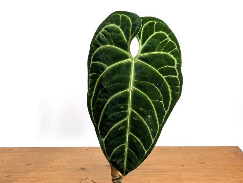 Anthurium regale - 4 Inch Pot - Tropical Houseplant - Exotic Green Foliage - Ideal for Humid Environments - Seller's Choice
