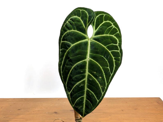 Anthurium regale - 4 Inch Pot - Tropical Houseplant - Exotic Green Foliage - Ideal for Humid Environments - Seller's Choice