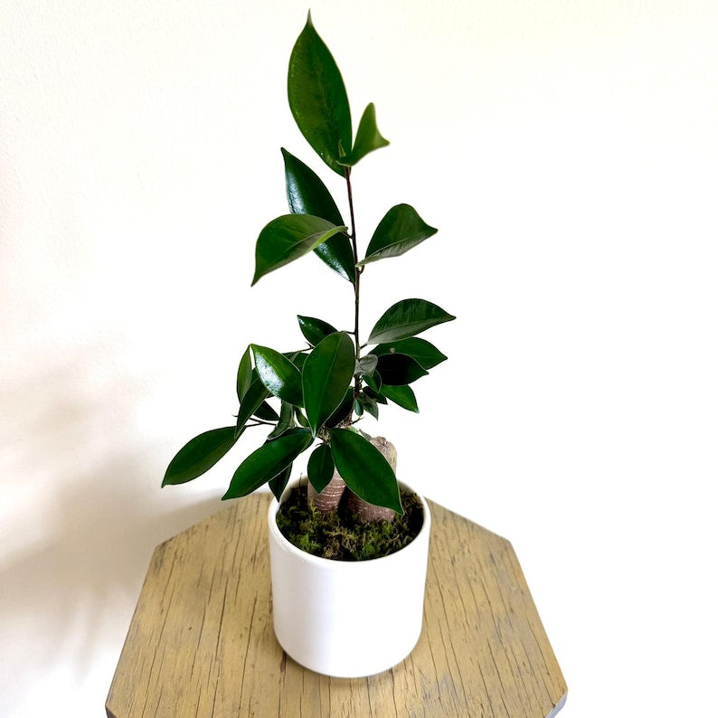 Ficus Bonsai Plant in 4 Inch Ceramic Pot, Ginseng Ficus (Ficus Retusa), Elegant Indoor Houseplant, Miniature Evergreen Tree