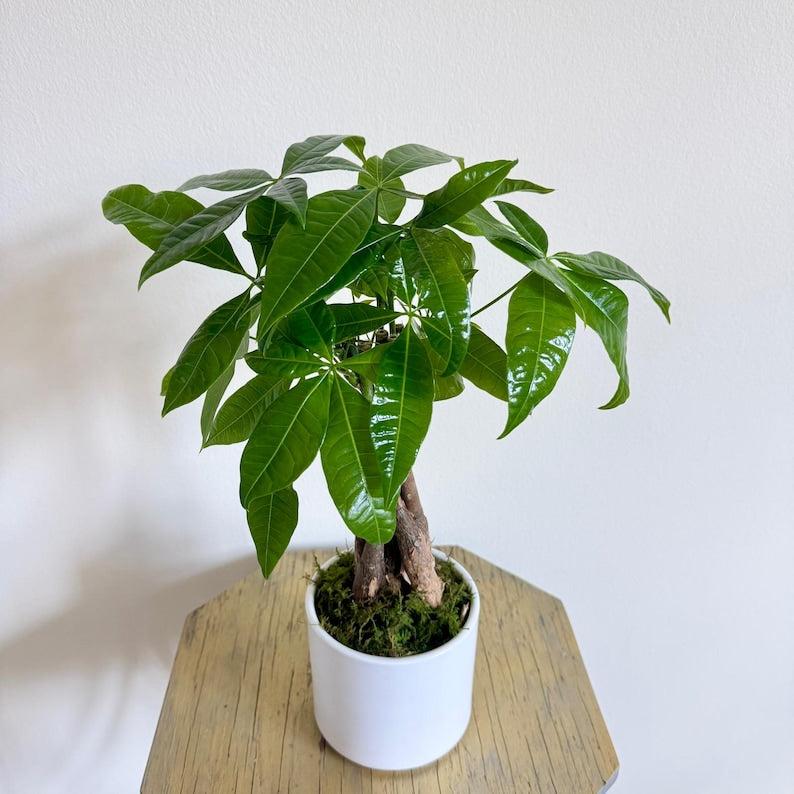 LIVE 4 Inch Money Tree Plant in Ceramic Pot, Pachira Aquatica, Air Purifying Bonsai, Good Luck Tree for Home and Office Decor