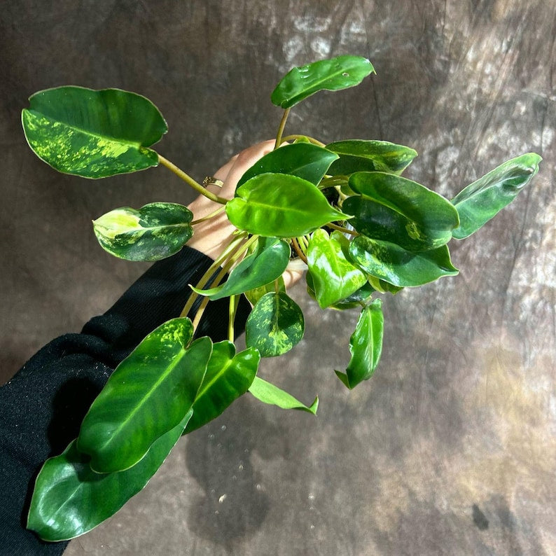 Variegated Burle Marx Philodendron Plant - Tropical Indoor/Outdoor Houseplant - Philodendron Burle Marx - Live Potted Plant