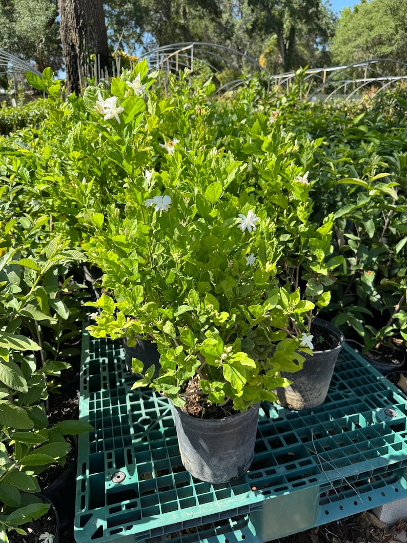 Fragrant Jasmine Plant 3 Gallon - Jasminum sambac - Aromatic Flowering Houseplant for Garden or Indoor Decoration