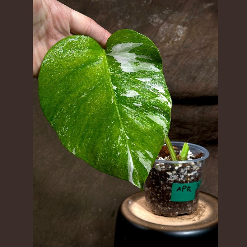 Variegated Monstera Albo Plant - Rare White Borsigiana - Single Leaf Indoor Houseplant - Monstera Deliciosa Albo Borsigiana