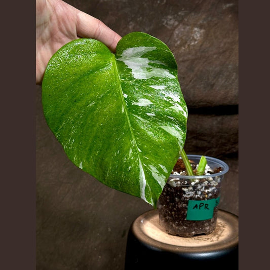 Variegated Monstera Albo Plant - Rare White Borsigiana - Single Leaf Indoor Houseplant - Monstera Deliciosa Albo Borsigiana