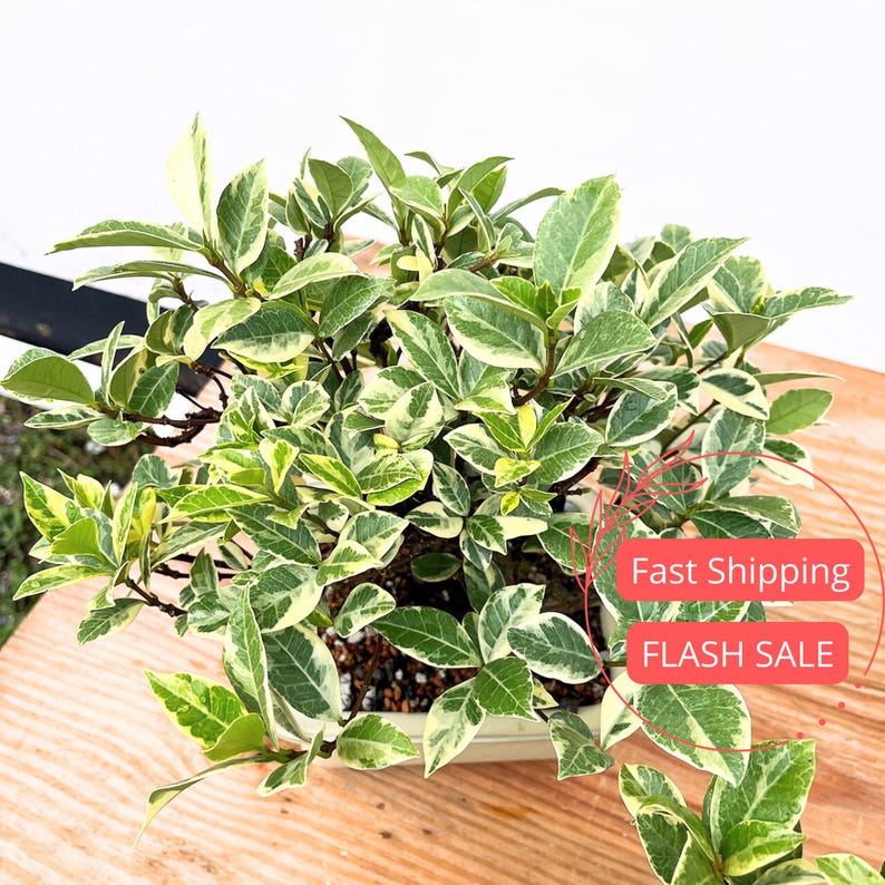 Variegated Jasmine Live Plant | 2" Confederate Jasmine | Aromatic House Plant | Trachelospermum jasminoides