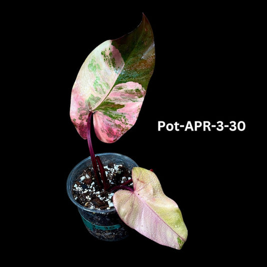 Variegated Philodendron Strawberry Shake Plant - Rare Pink & Yellow Variegation - Collector's Houseplant - Philodendron Strawberry Shake