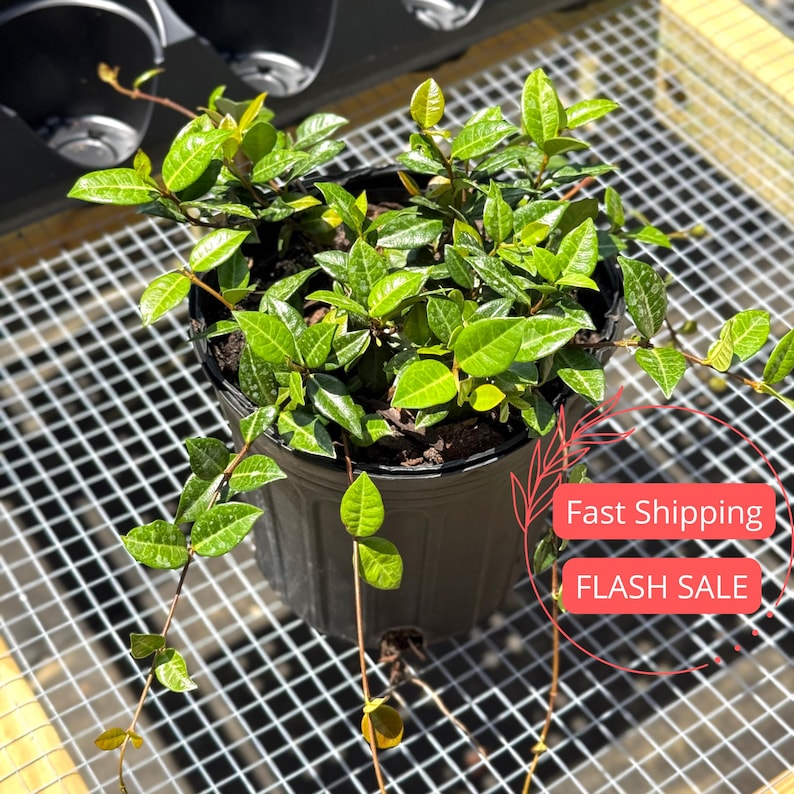 Jasmine Live Plant | Asiatic Jasmine Minima | Indoor Outdoor Perennial Houseplant | Trachelospermum Asiaticum