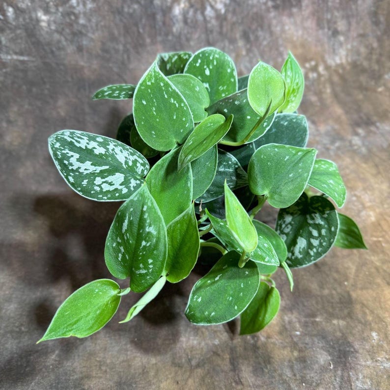 Silver Pothos Live Plant 4" Pot - Scindapsus Pictus Argyraeus - Silvery Anne - Hardy Low Light Houseplant with Trailing Vines